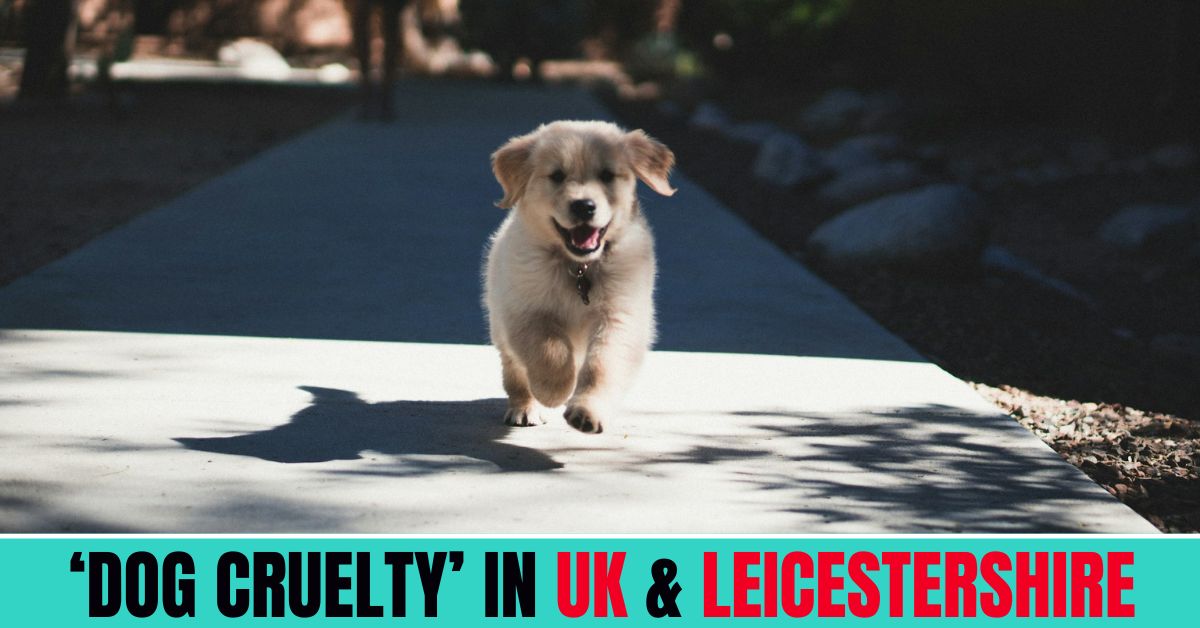 Dog Cruelty In Uk & Leicestershire